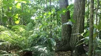 Proyectos que refuerzan la identidad forestal